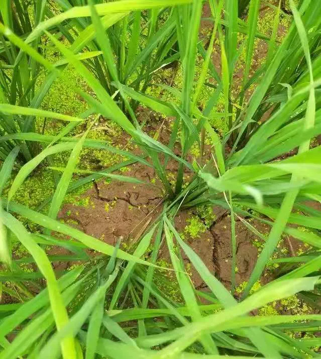 水稻為啥要排水曬田？水稻生長到一定階段有必要排水曬田嗎？