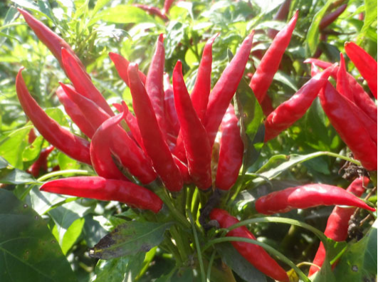 1628147968121566.png 圖片4.png