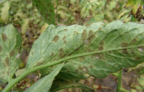 番茄煤霉病嚴(yán)重化怎么辦？司普沃來幫忙