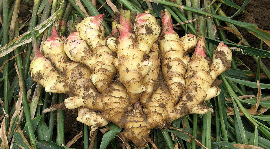 大姜想獲得高產(chǎn)，但死棵嚴(yán)重怎么辦？司普沃來幫您