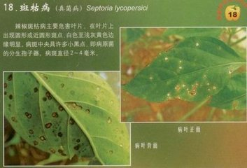 辣椒斑枯病的危害癥狀、傳播途徑、發(fā)病原因及防治措施