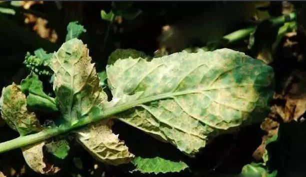 油菜白粉病嚴(yán)重化？如何防治？別急，司普沃給出了見解