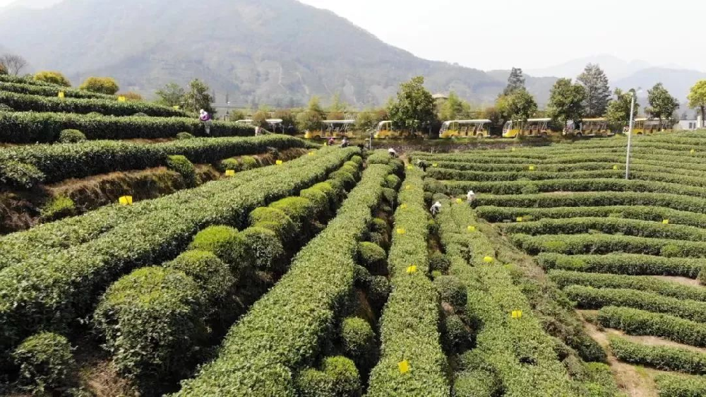 無公害茶葉種植管理技術(shù)，做好修剪和病蟲害防治工作