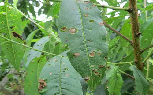 司普沃淺談桃樹細菌性穿孔病防治技術(shù)與管理