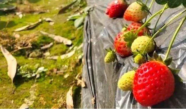 草莓一茬果采摘之后，為什么要施肥？施肥的好處是什么？